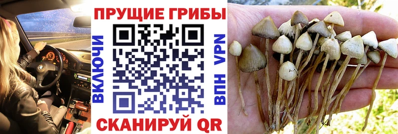 Галлюциногенные грибы GOLDEN TEACHER  магазин продажи   Городовиковск 